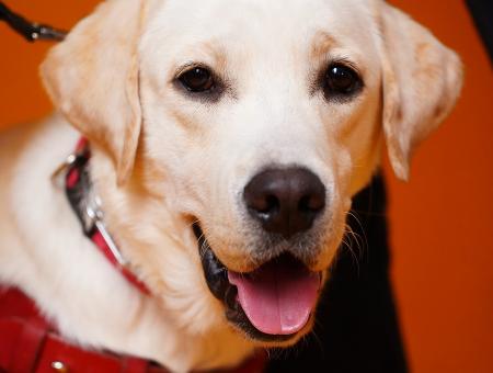 Пес-поводырь получил официальный студенческий билет в Самарском государственном Институте культуры